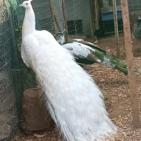 Casa Vacanza I Pavoni * Campanedda